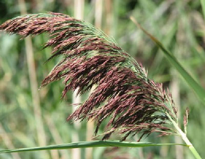 Invasive Phragmites - What to Know